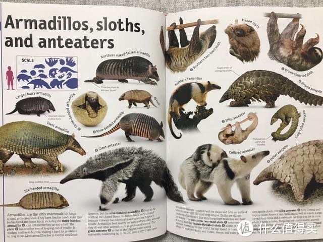 DK&史密斯学会动物百科图解10册精装（含4GU盘）