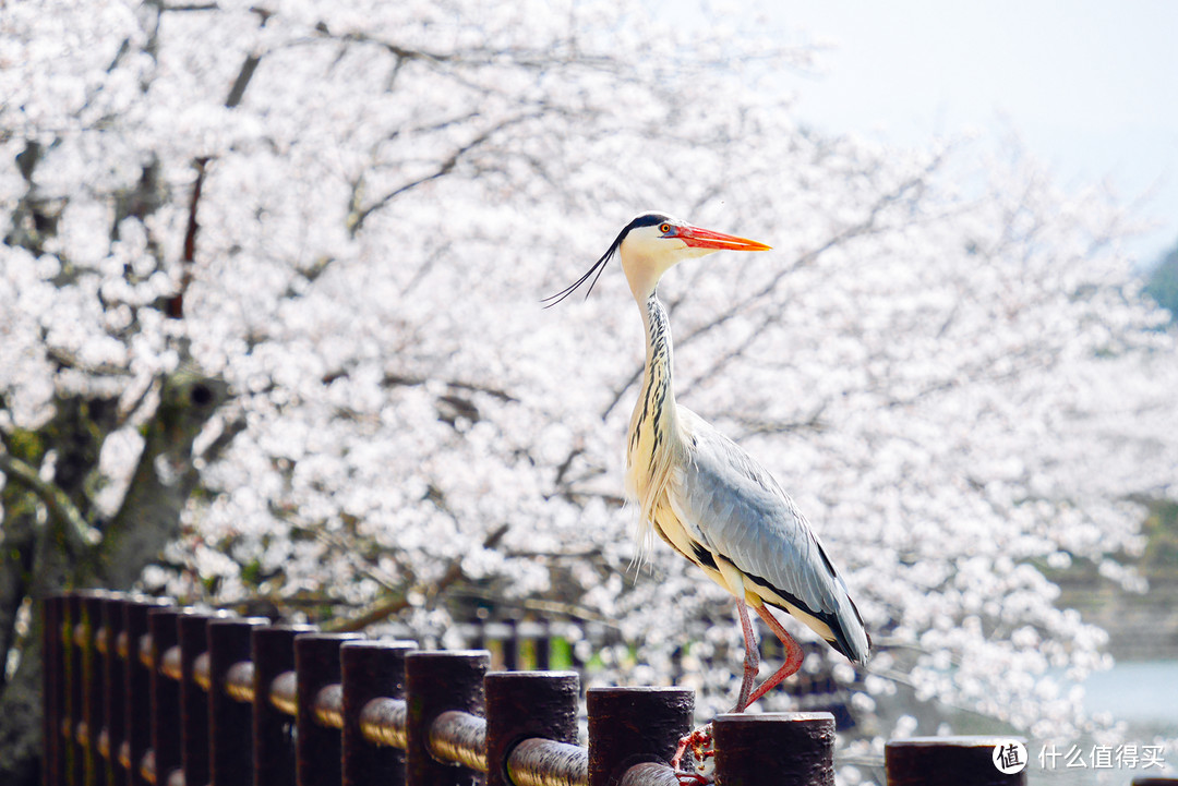 升值2倍的镜头 松下45-175mm F4.0-5.6 使用心得