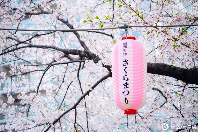 说摄影篇三 升值2倍的镜头松下45 175mm F4 0 5 6 使用心得 无反镜头 什么值得买