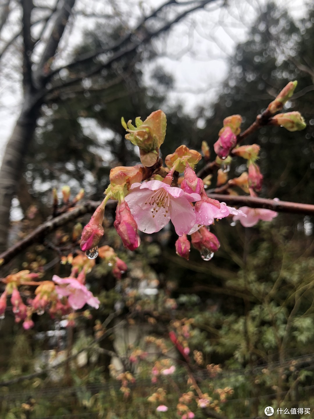 娇艳欲滴的花