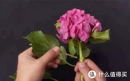 灵感 | 你收到花了吗？ | 花些时间去打理这些花吧