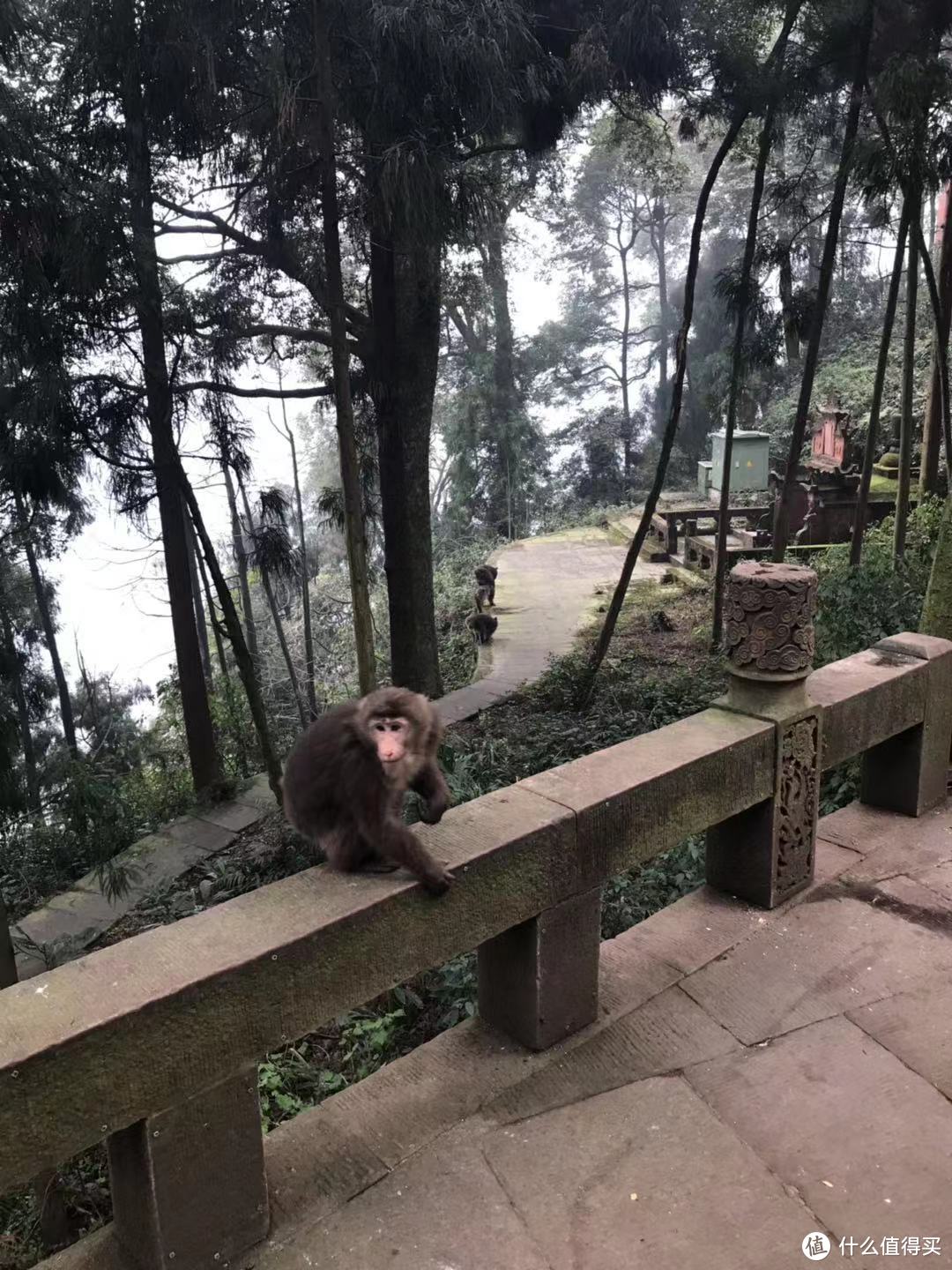 动静相宜妙韵生，成都游记（下）—— 峨眉山的猴