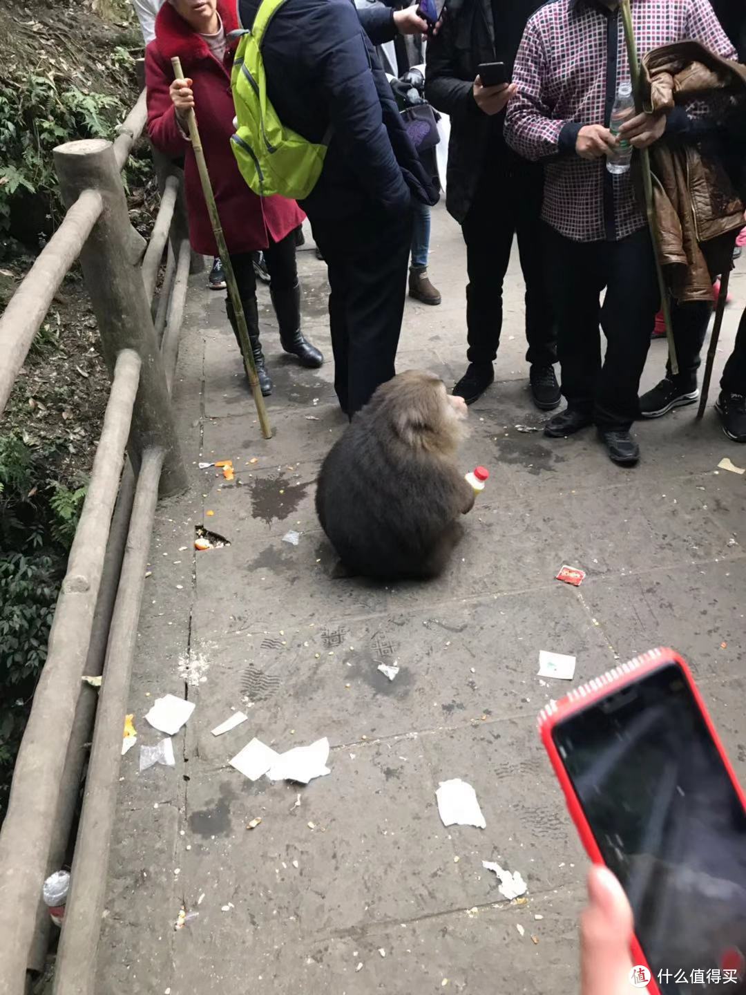 动静相宜妙韵生，成都游记（下）—— 峨眉山的猴