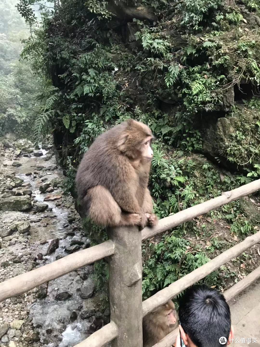 动静相宜妙韵生，成都游记（下）—— 峨眉山的猴