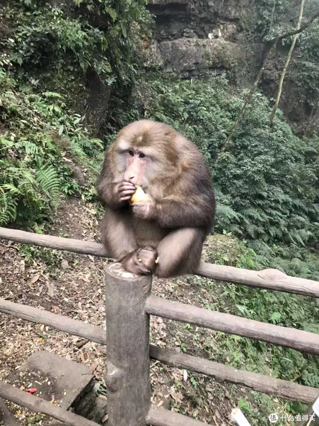 动静相宜妙韵生，成都游记（下）—— 峨眉山的猴