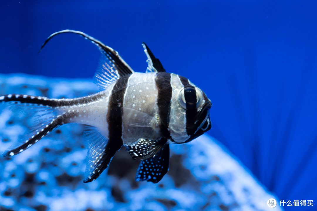 上海带娃两日游：自然博物馆+海洋水族馆