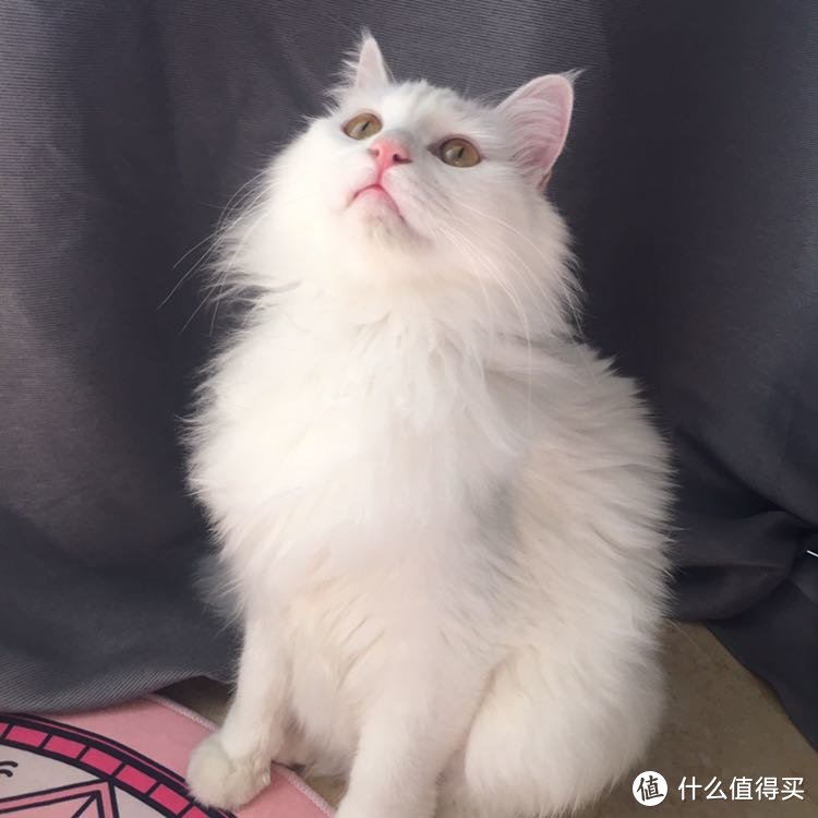 来吸猫啦~ 让猫猫们疯狂的玩具集锦 好用的各种猫玩具测评vs不好用吐槽