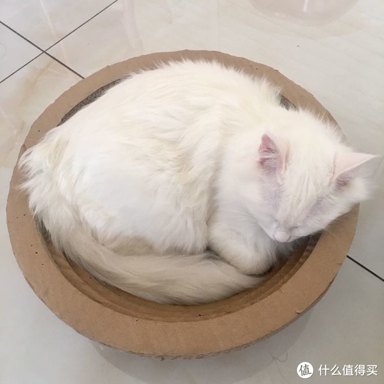 来吸猫啦~ 让猫猫们疯狂的玩具集锦 好用的各种猫玩具测评vs不好用吐槽