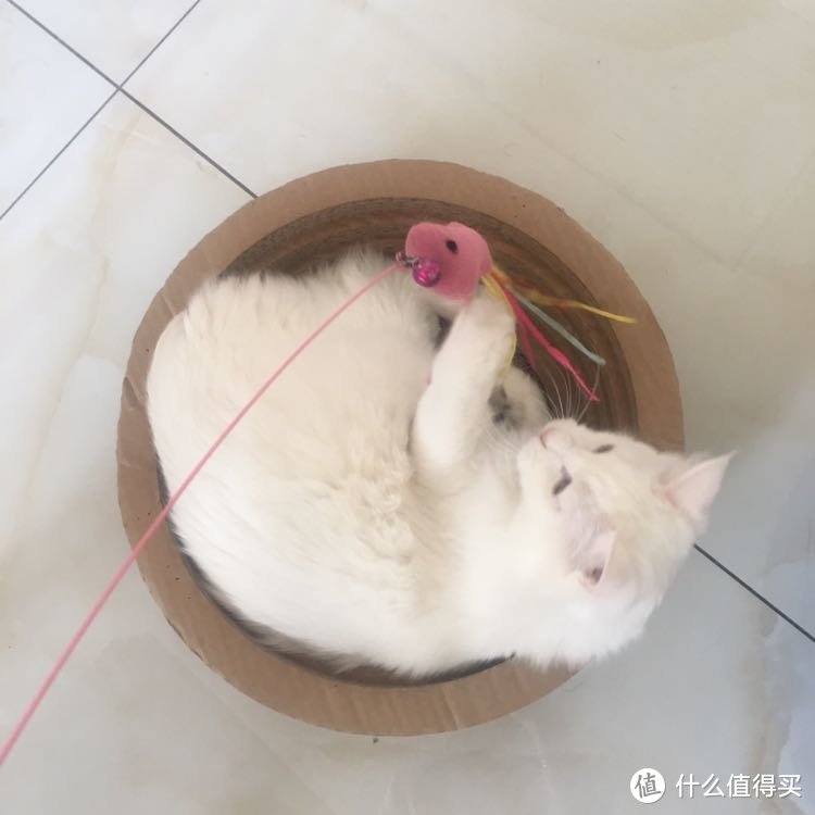 来吸猫啦~ 让猫猫们疯狂的玩具集锦 好用的各种猫玩具测评vs不好用吐槽