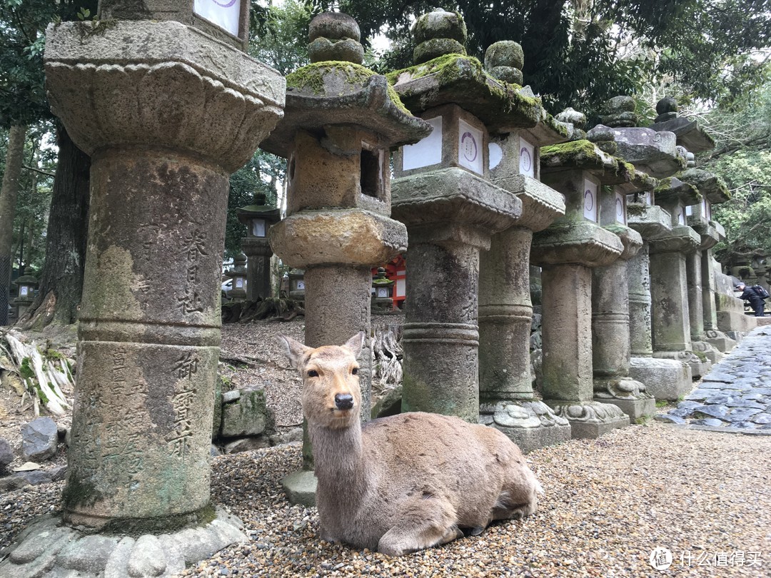 用3000元自由行玩转日本关西地区