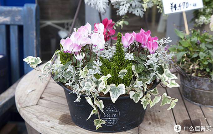 园艺种草篇二 逆寒生长那些能够在冬春的低温里盛放的家养仙花 下 园艺用品 什么值得买
