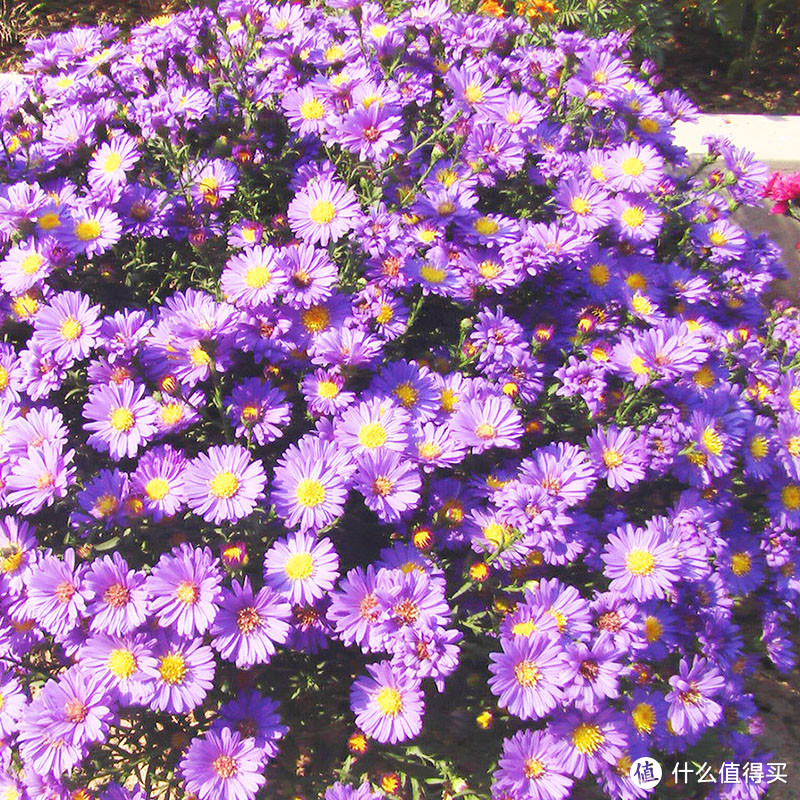 紫菀花，花量超大，低温开花