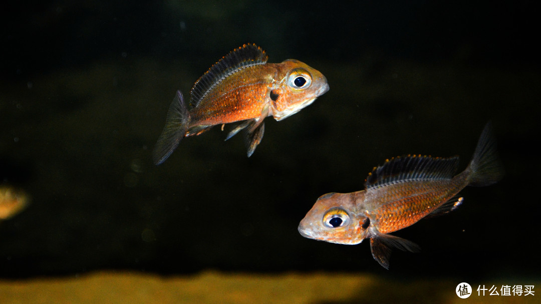 Callochromis macrops 红金珍珠