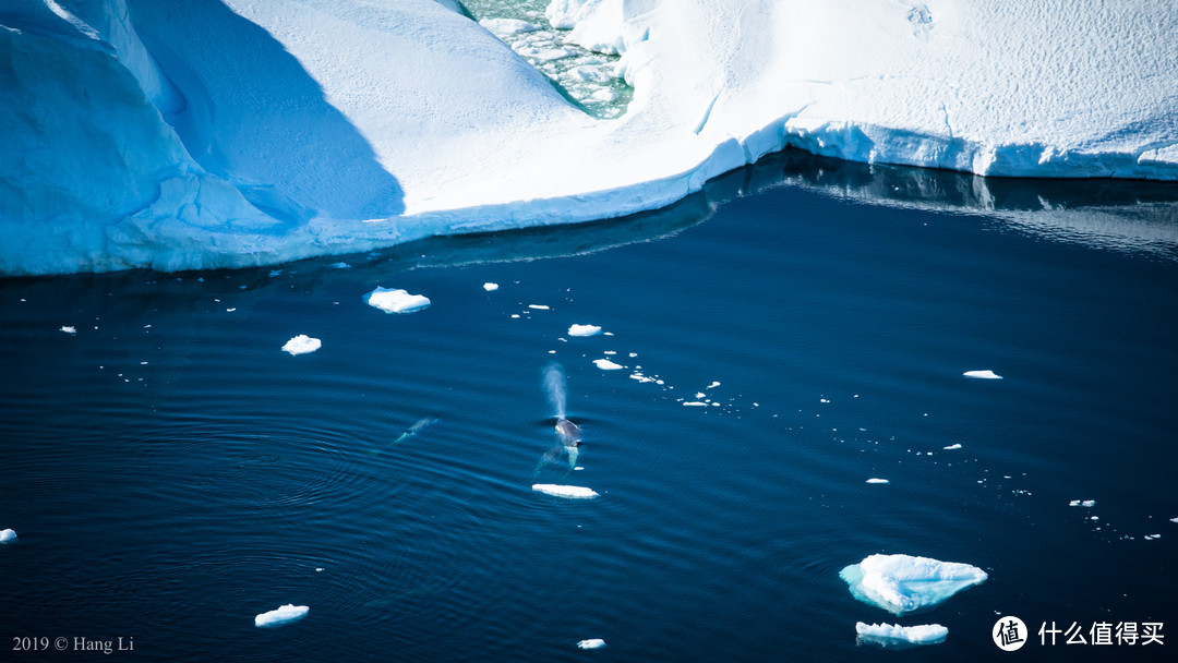 一群虎鲸在冰山附近游弋，呼吸喷出巨大的水柱