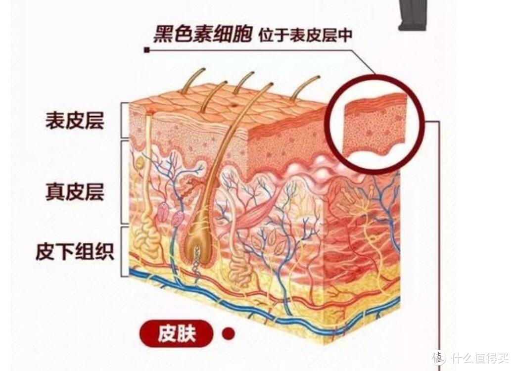 想要晒不黑？超全面防晒伞大测评！小仙女教你如何挑选一把对的伞！