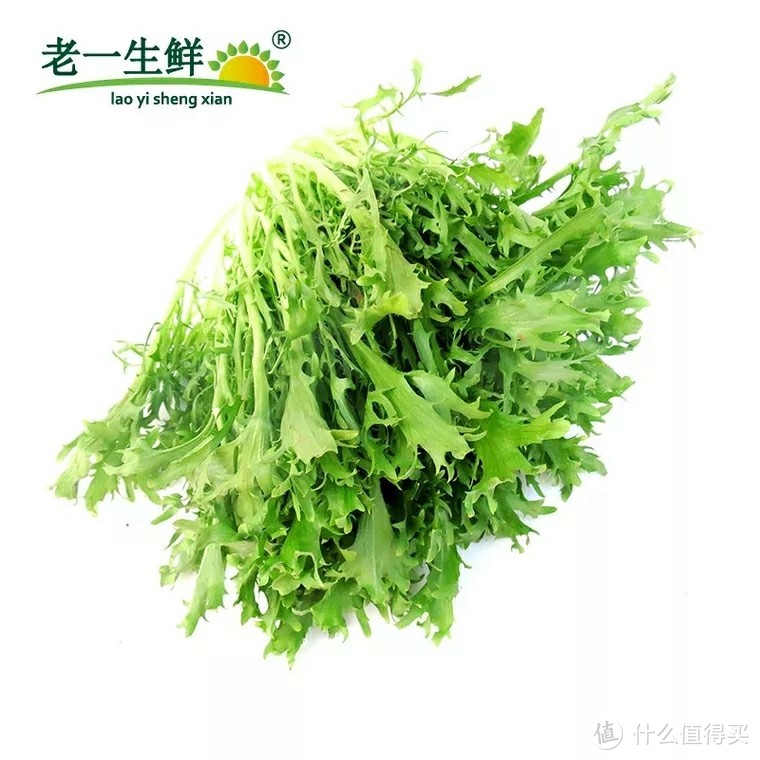 苦菊,狗牙,锯齿生菜,苦叶生菜(外面的叶子基本不苦,中心部位就有苦涩