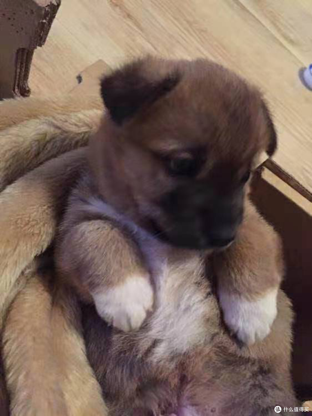 养狗注意事项 小狗口臭是要吃绿箭了吗 狗粮 什么值得买