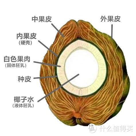 椰水、椰汁、椰奶、椰浆，傻傻分不清楚？