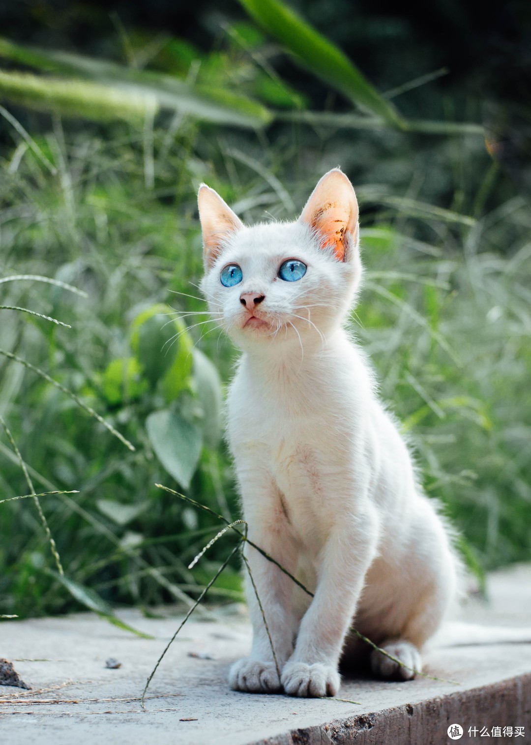 学校遇到一只漂亮蓝色眼睛的小猫