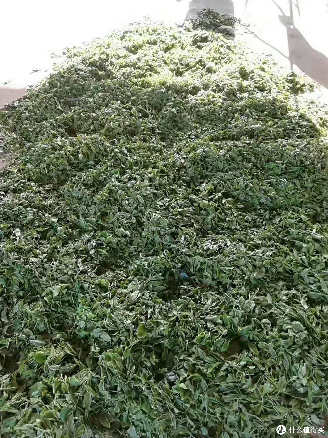 一款值得感受的口粮茶-易武正山