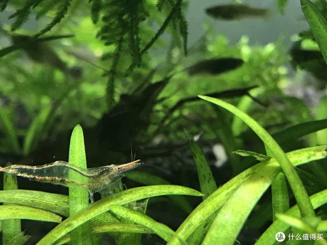 透明的草虾幼体