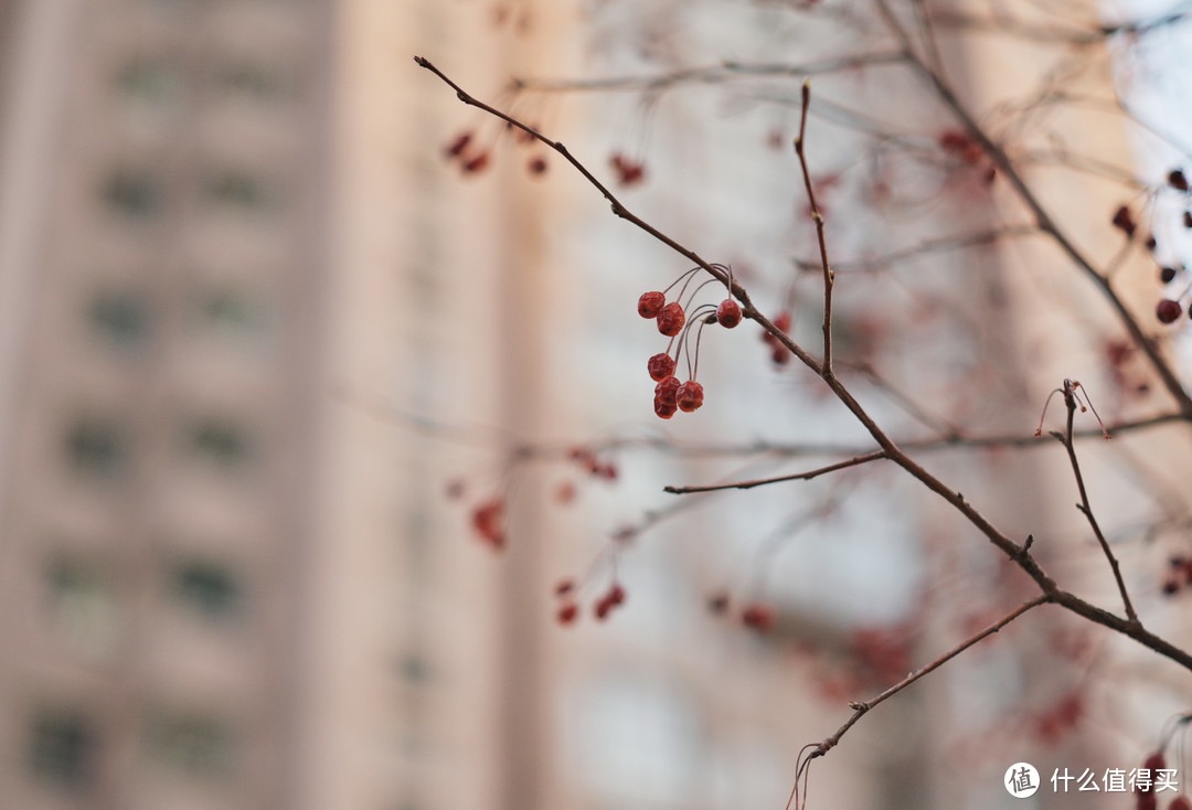 尼康Z卡口的实惠选择——美科50mm F1.7手动镜头体验