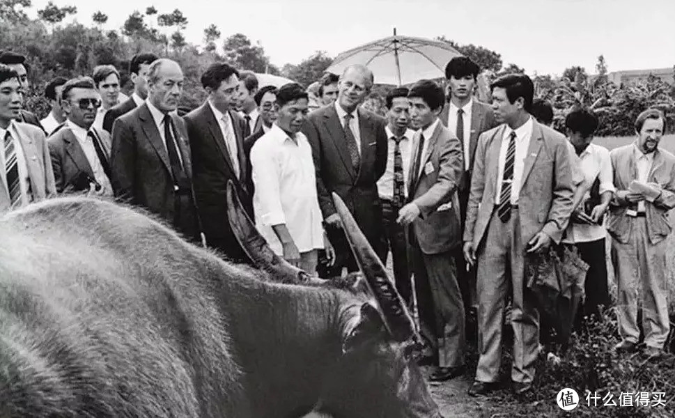 1986广东广州英女王访华时菲利普亲王抽空去广州郊区参观 他对耕田的水牛颇感兴趣