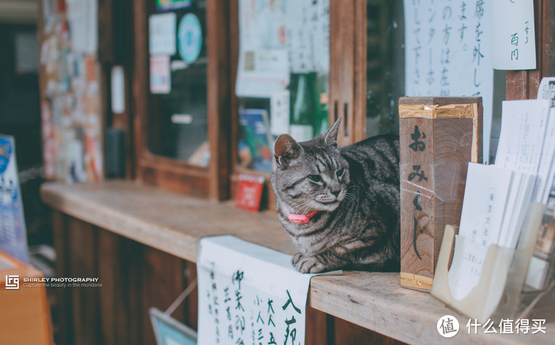 【京都花见】总有樱花在等你，冷门赏樱秘所大公开