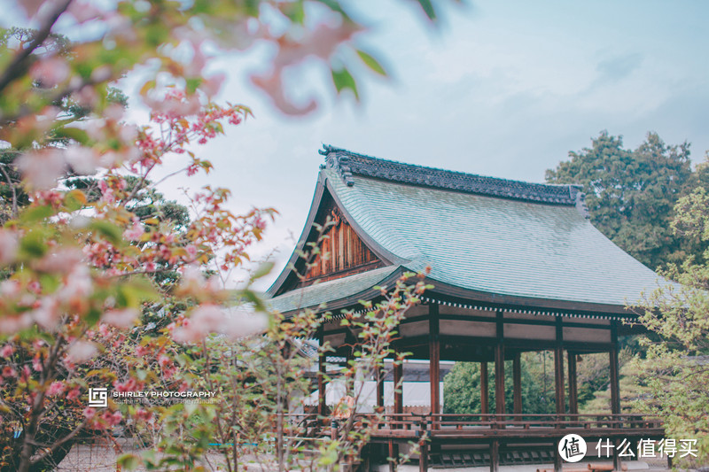 【京都花见】总有樱花在等你，冷门赏樱秘所大公开