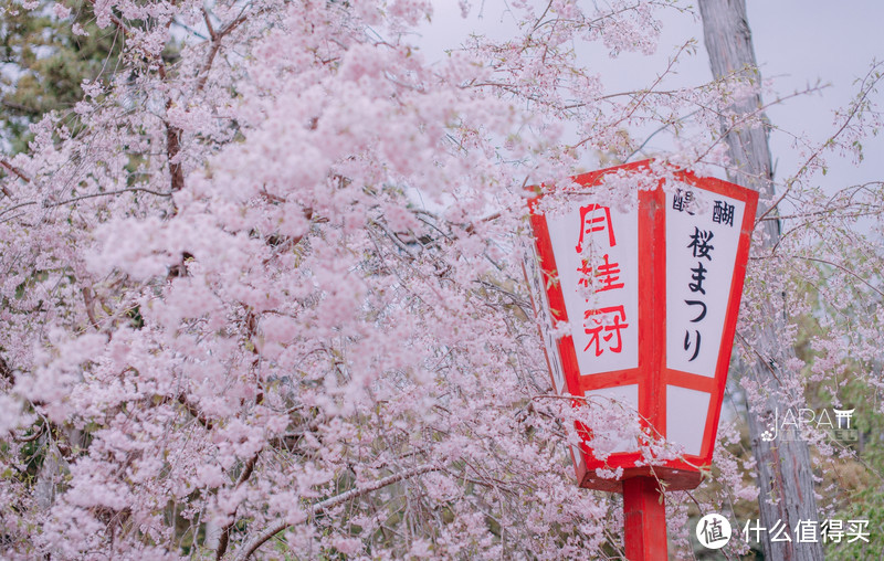 【京都花见】总有樱花在等你，冷门赏樱秘所大公开