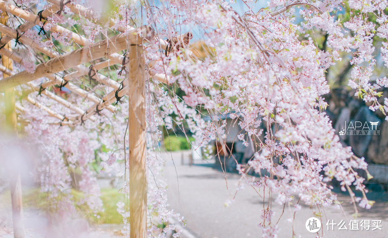 【京都花见】总有樱花在等你，冷门赏樱秘所大公开