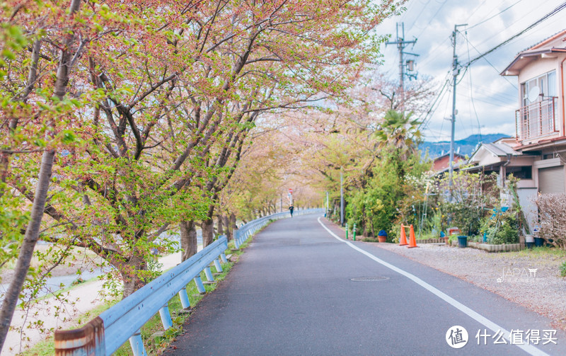 【京都花见】总有樱花在等你，冷门赏樱秘所大公开