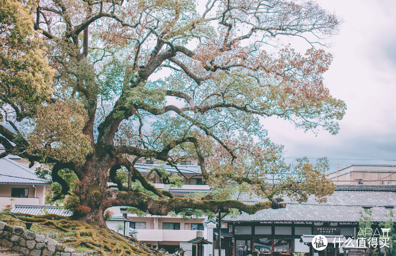 【京都花见】总有樱花在等你，冷门赏樱秘所大公开