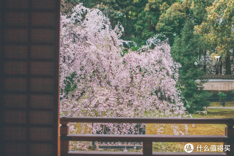 【京都花见】总有樱花在等你，冷门赏樱秘所大公开