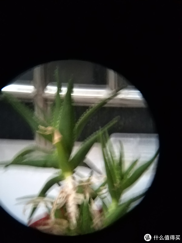 那盆半枯草。。