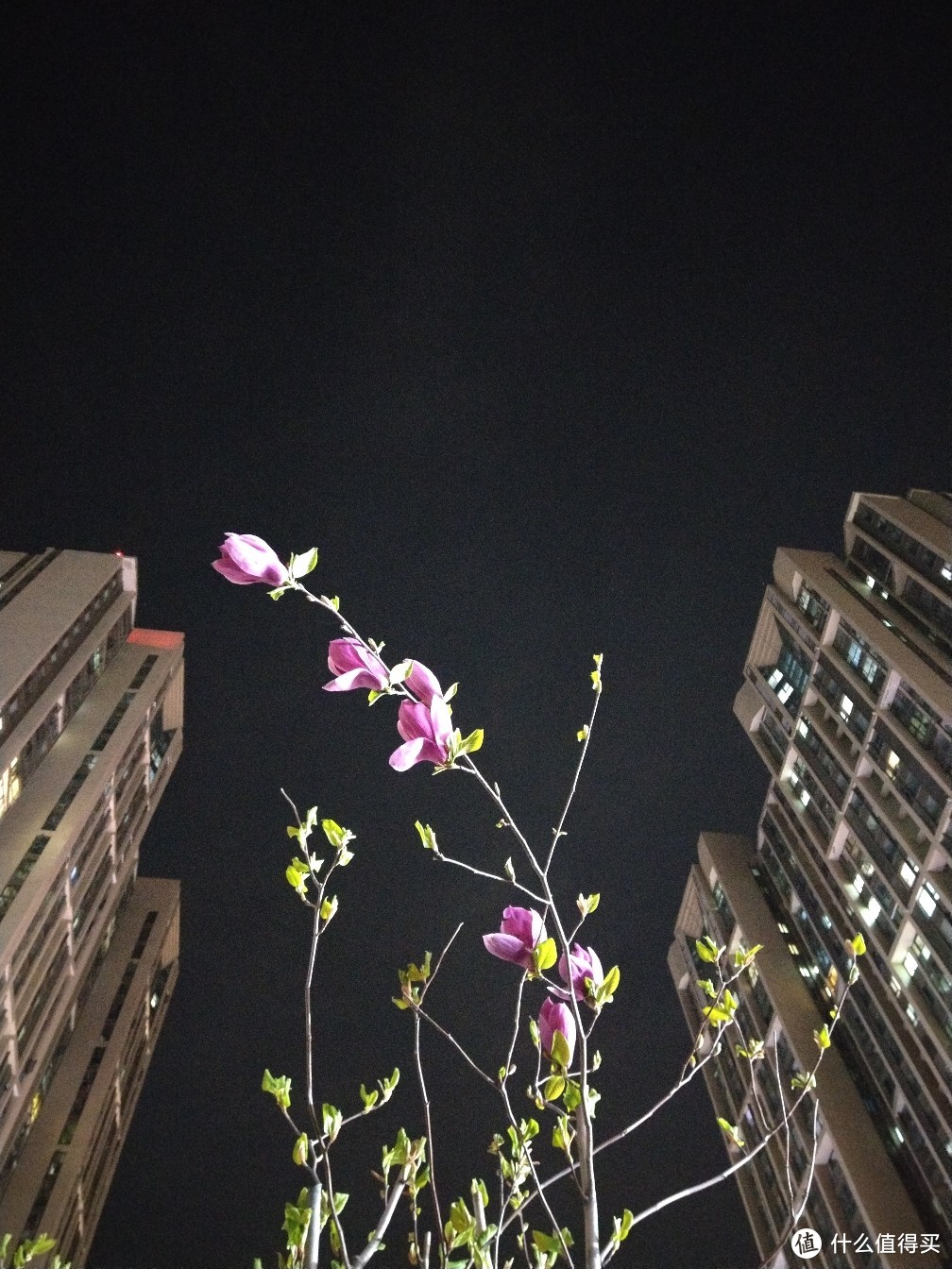 夜色中的玉兰花