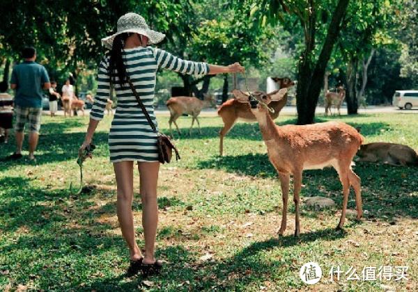 去芭提雅绿山动物园才发现，猴子是可以满地跑的，食物都靠抢游客