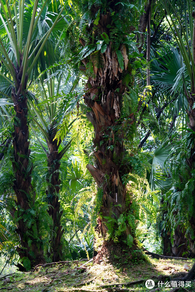 热带植物长的十分茂盛。