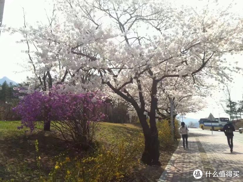 这可能是什么值得买最小众的旅游指南1——值得参观的高等学府 韩国首尔大学