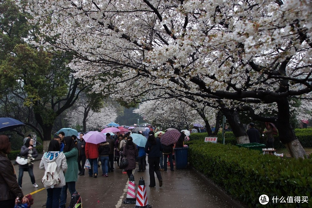 武汉大学赏樱花如何预约，赏樱的时候需要注意什么？