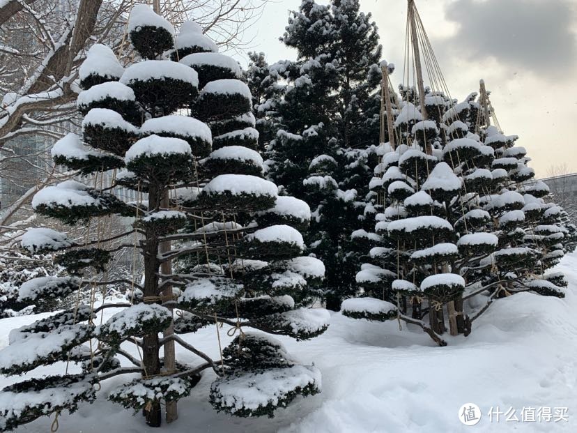 带娃旅游之雪雪雪的北海道