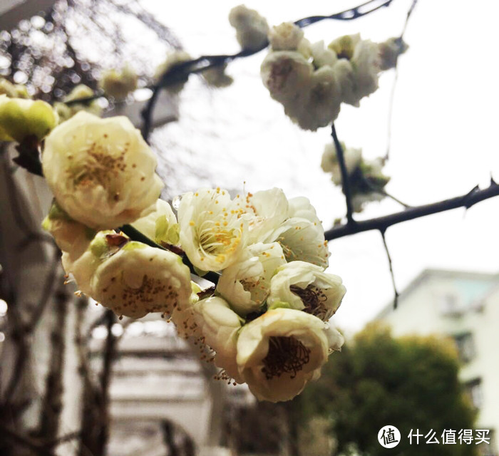 种草种草！好吃的纤宜南瓜紫薯椰香芝士玉米棒棒推荐~