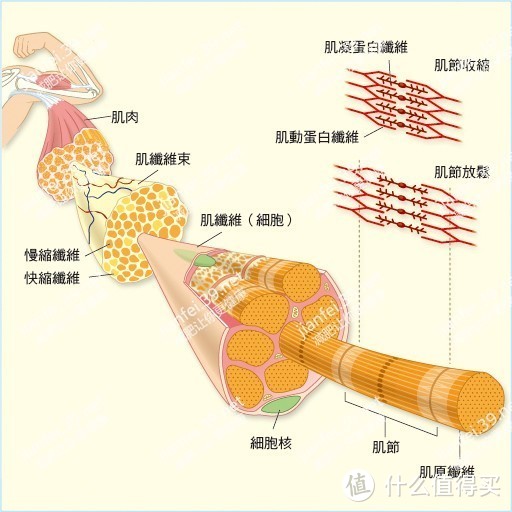 反复减肥体重下不来？增肌全瞎练没效果？看完这篇省掉你找私教