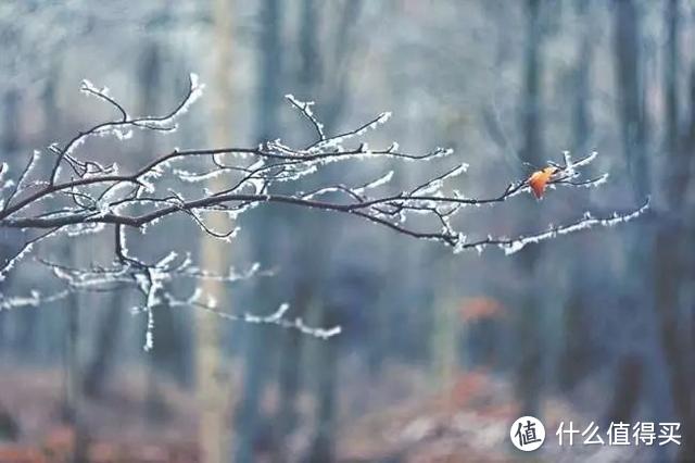 愁闷焦虑吗？来看看《飞鸟集》的人生智慧吧！