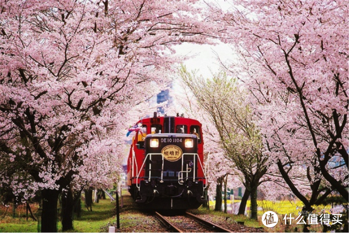 樱花季小火车