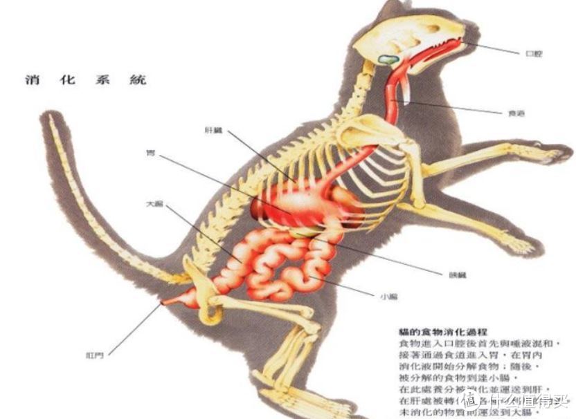 关于猫粮的几个误区！！！