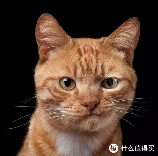 猫爪杯好看，但更好看的是……