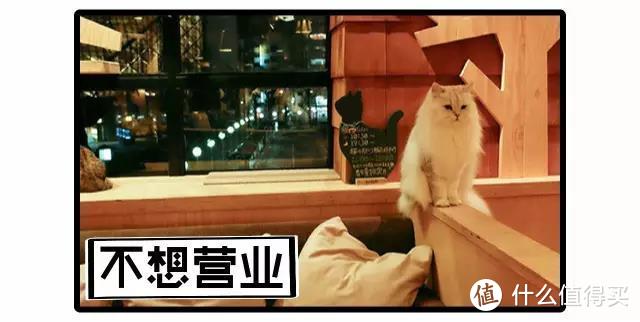 只知道去咖啡馆撸猫撸狗那你就out啦，不如来看看泰国这家Little Zoo Cafe，店员居然来自动物园！