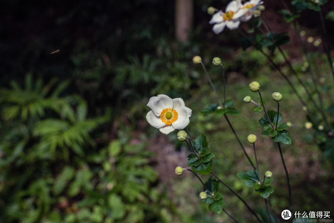 再访京都，稻荷山与花之绘姿