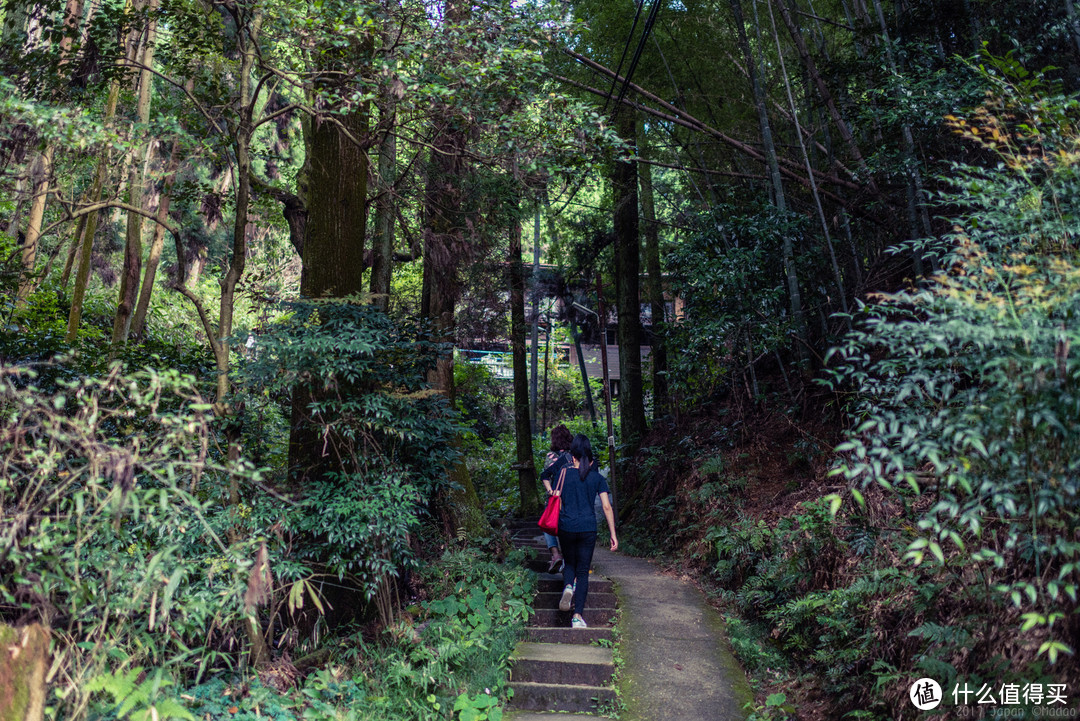 再访京都，稻荷山与花之绘姿